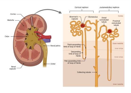 BioRender is one of the academic writing tools designed to help create scientific illustrations and figures.